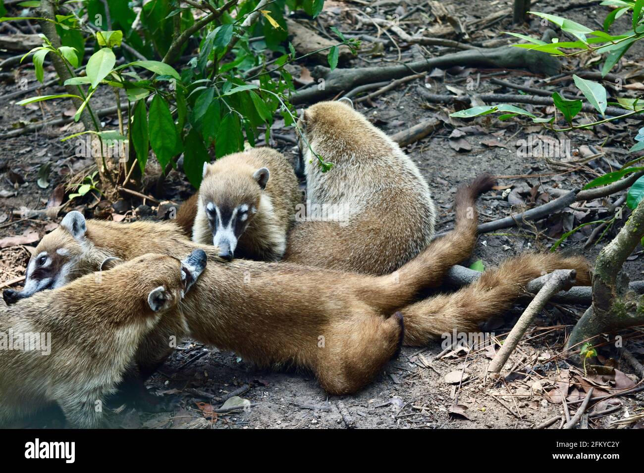 Un gruppo di coatimundi dal naso bianco allo zoo di Belize. Foto Stock