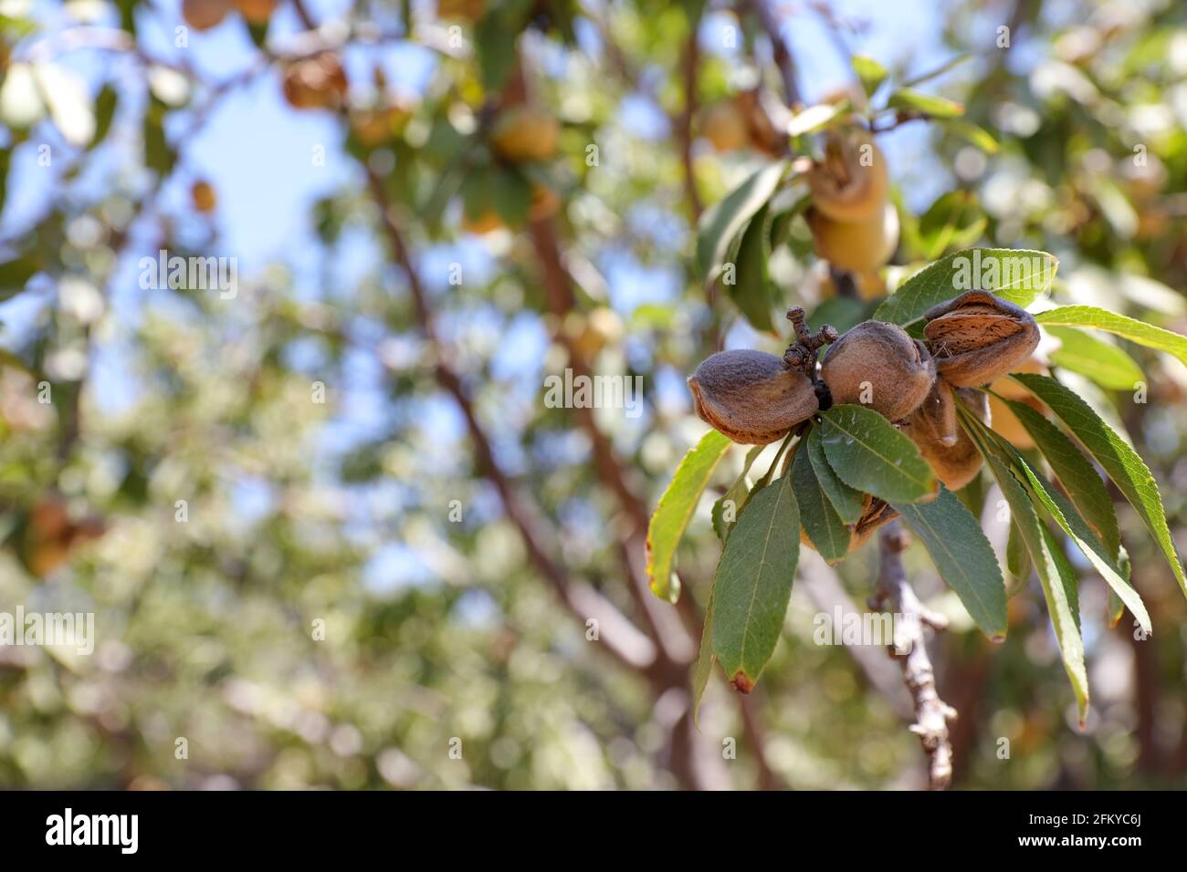 Mandorle noci. Mandorle verdi sull'albero pronte per la raccolta. Foto Stock