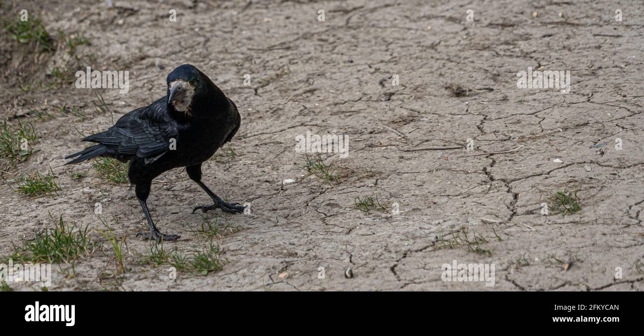 Single Bird Ritratto corvo europeo Foto Stock