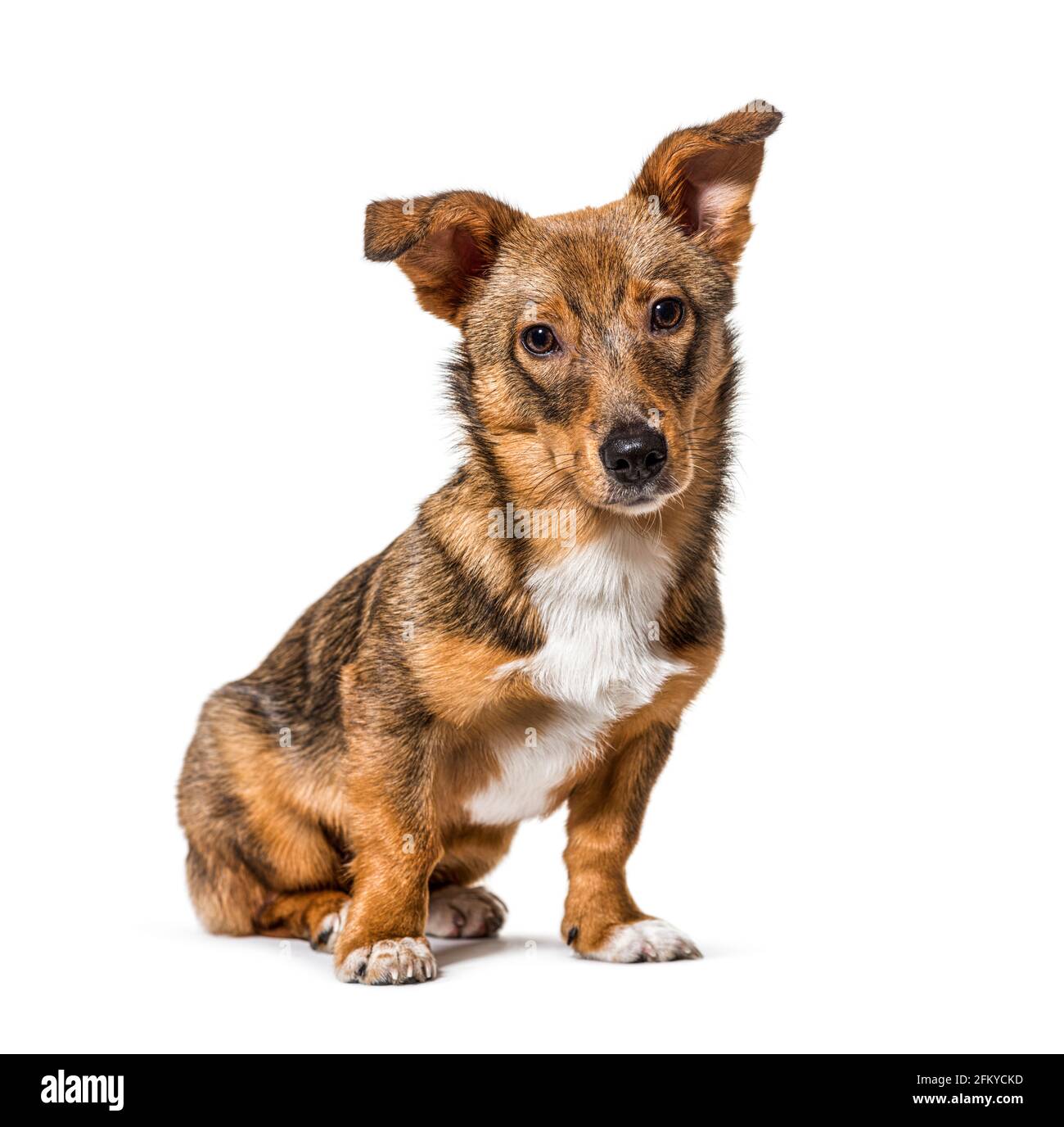 Crossbreed cane seduto di fronte e guardando la fotocamera, isolare Foto Stock