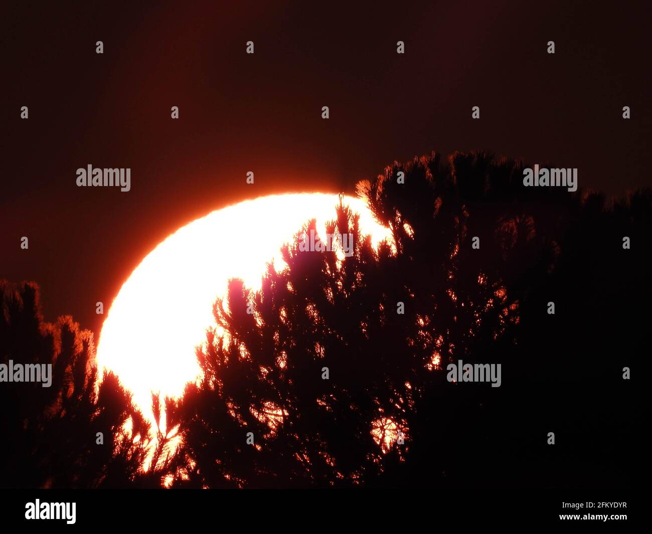 Sole durante il suggestivo tramonto arancione e gli alberi scuriscono la silhouette Foto Stock