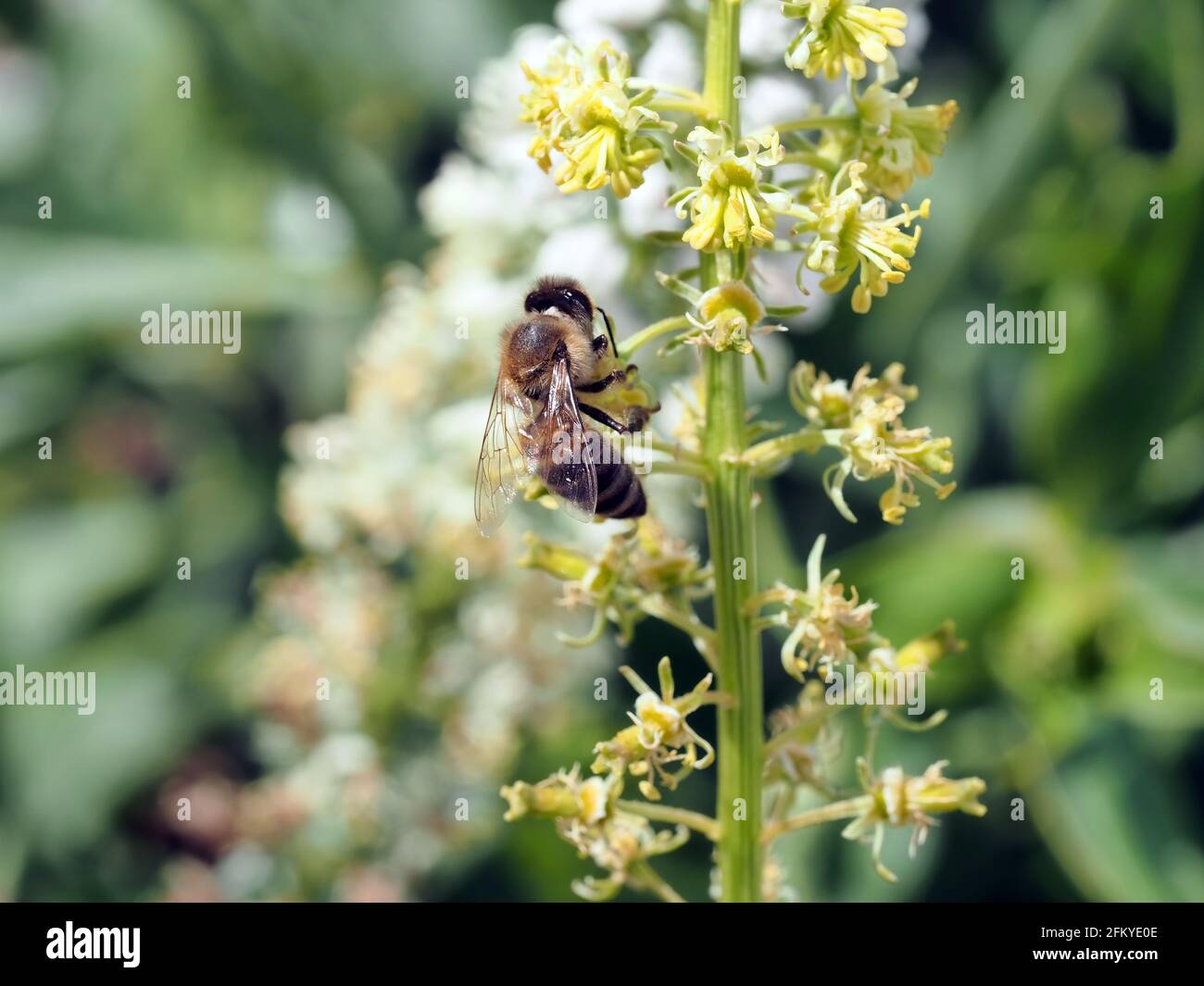 Ape raccolta di polline da un fiore su una montagna in Grecia in primavera, primo piano shot Foto Stock
