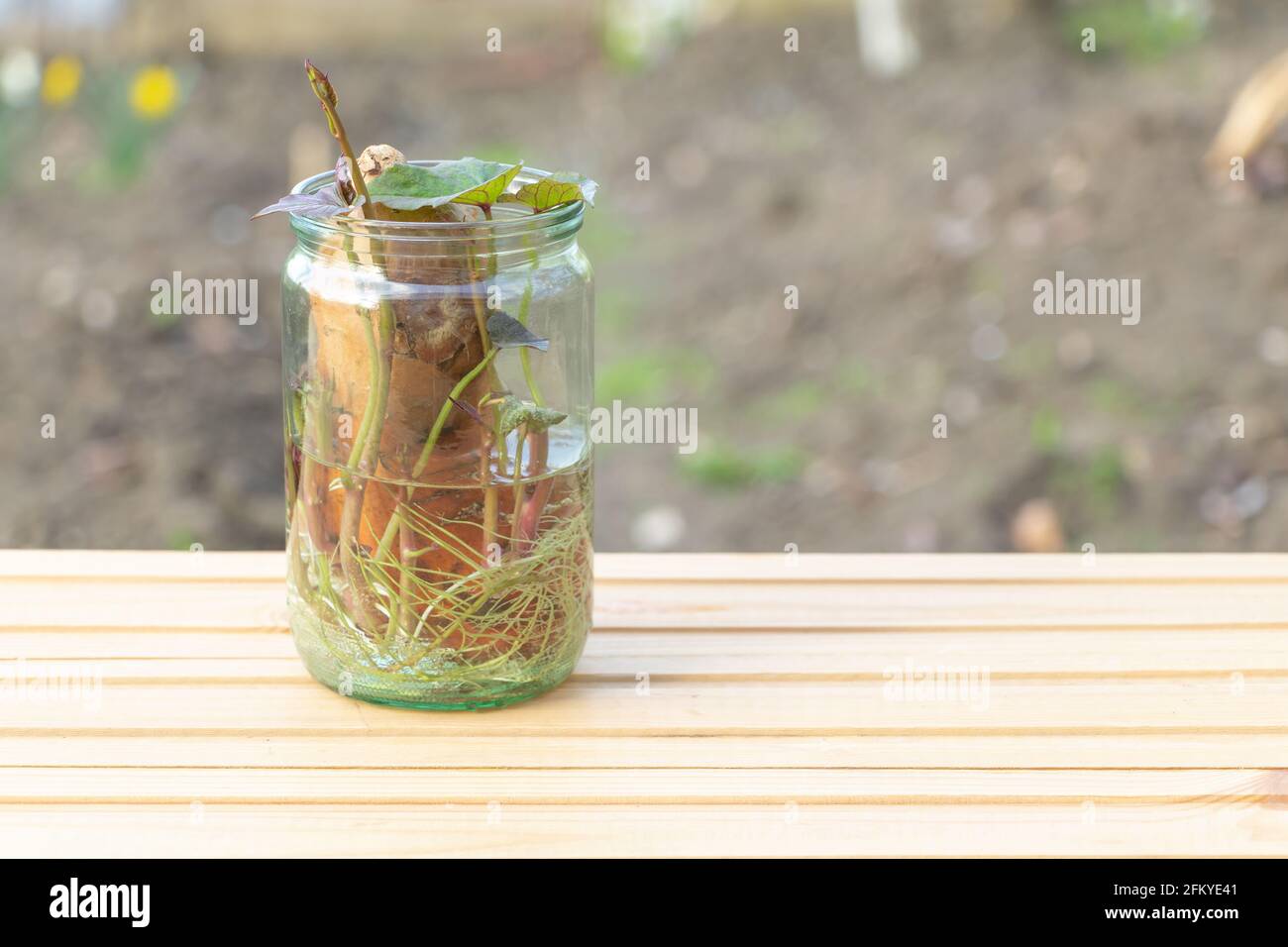 Patata dolce - crescere in acqua a casa concetto. Come una pianta decorativa. Copia spazio e sfondo in legno. Foto Stock