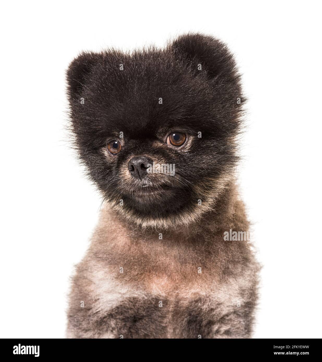 Ritratto di uno Spitz marrone e nero che guarda lontano, isolato Foto Stock