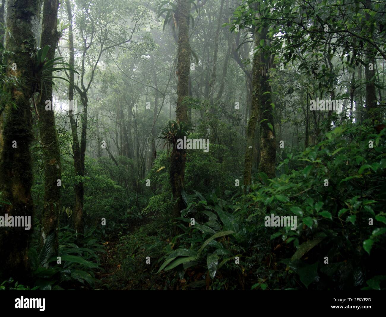 Habitat e vegetazione nella foresta atlantica sudorientale nella catena montuosa di Mantiqueira, Sao Francisco Xavier, Brasile Foto Stock