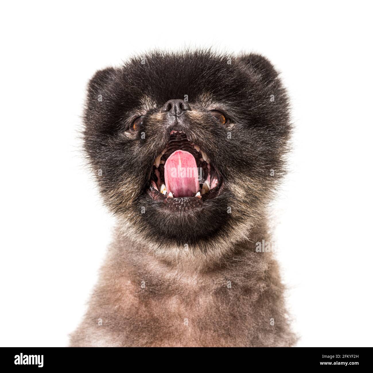 Ritratto di un bruno e nero Spitz, isolato Foto Stock