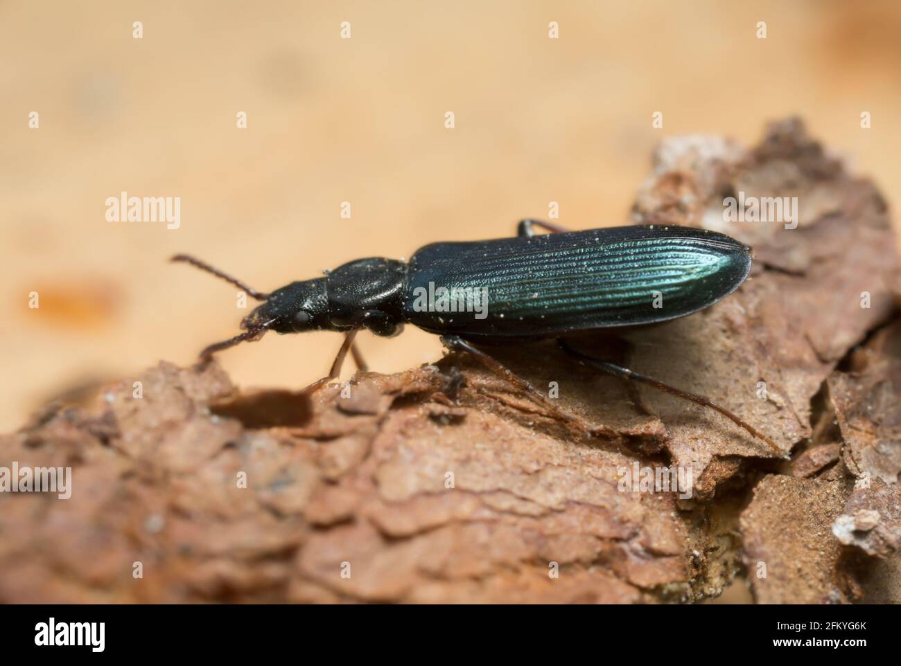 Pytho depressus su legno Foto Stock