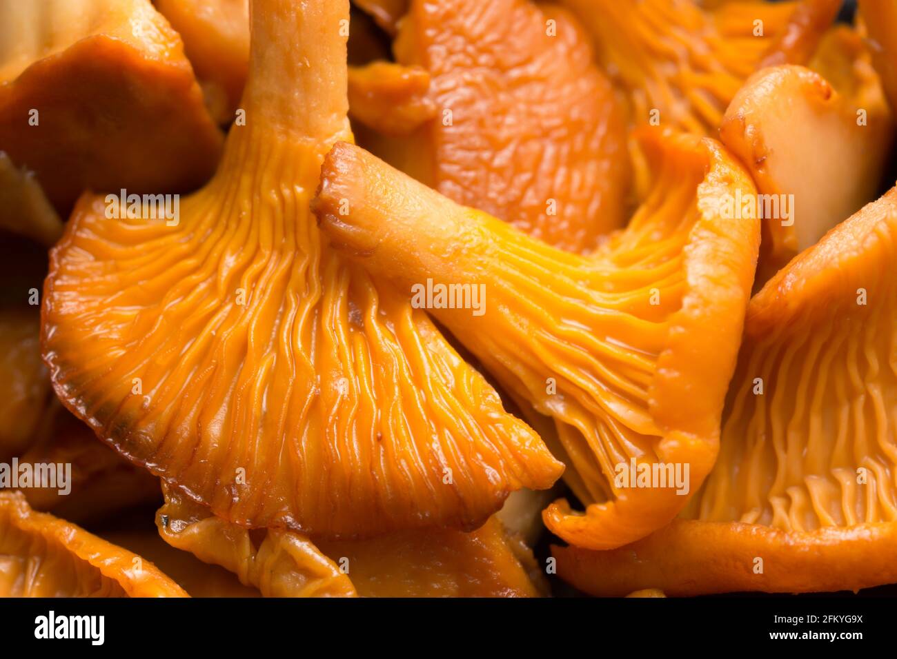 Chanterelle cotte, Cantharellus cibario Foto Stock