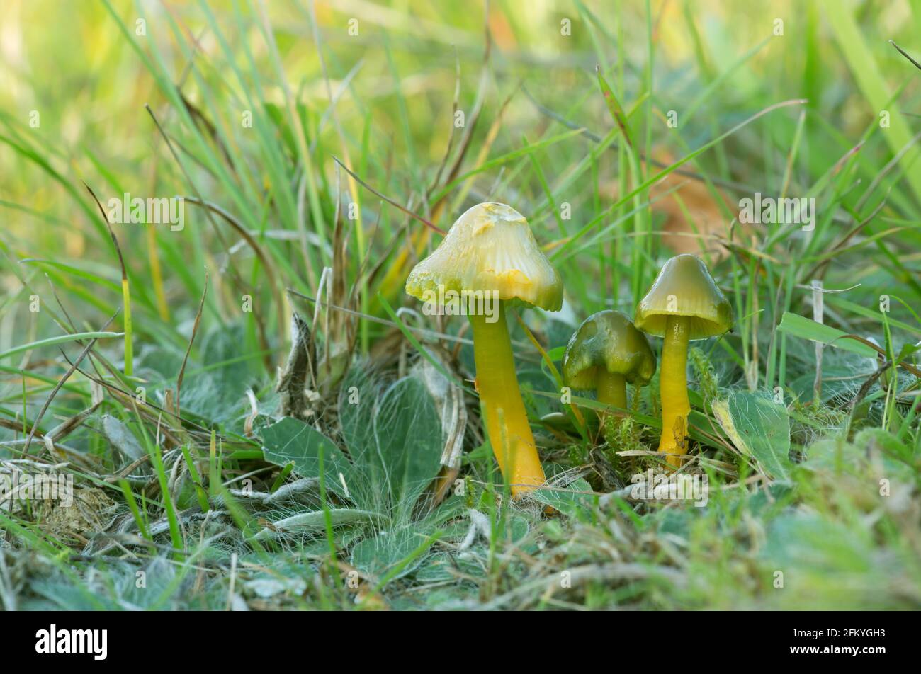 Pappagallo, psittacinus di Gliophorus che cresce tra l'erba Foto Stock