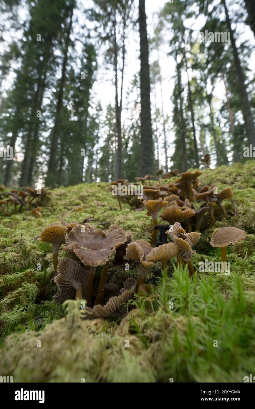 Molti chanterelles imbuto, Craterellus tubaeformis che cresce tra muschi in foresta conifera Foto Stock