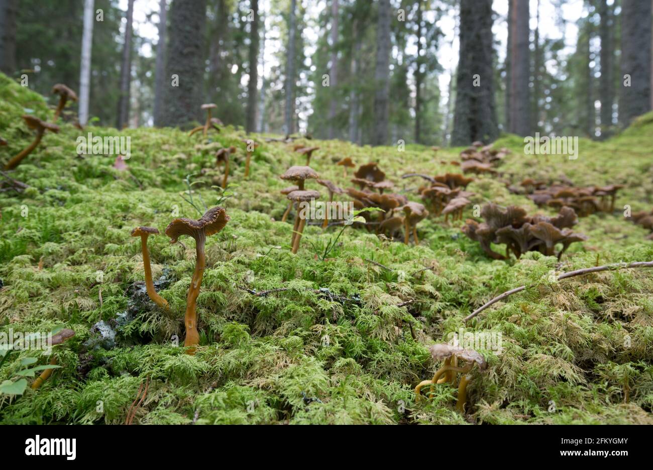 Molti chanterelles imbuto, Craterellus tubaeformis che cresce tra muschi in foresta conifera Foto Stock