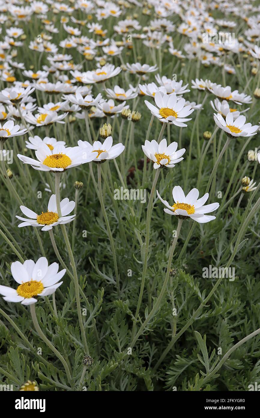 Anthemis punctata subsp cupaniana camomilla siciliana – margherite bianche su lunghi steli e fogliame piume, maggio, Inghilterra, Regno Unito Foto Stock