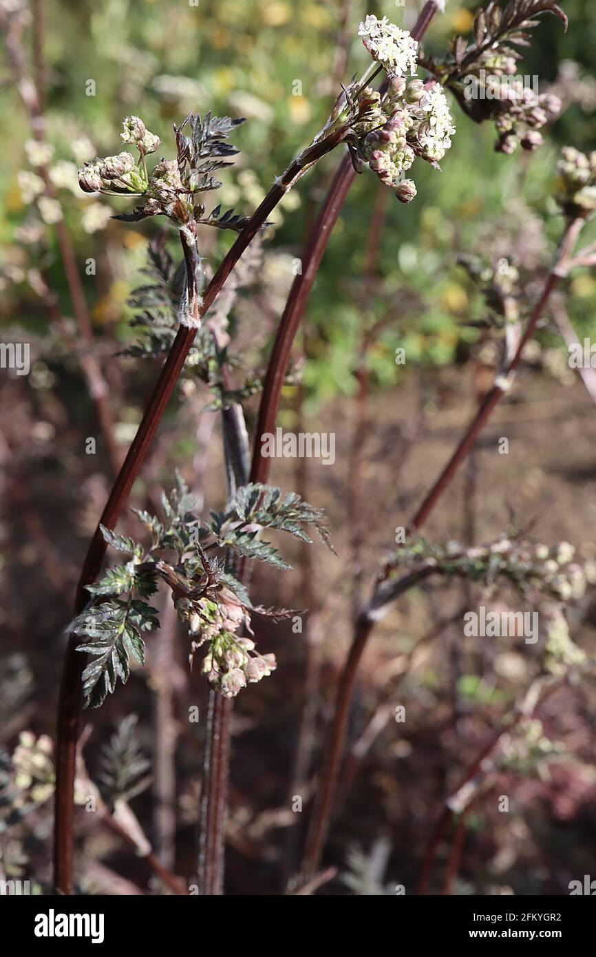 Anthrisco sylvestris ‘Ravenswing’ mucca prezzemolo Ravenswing – piccoli grappoli di fiori bianchi in cima a gambi neri e foglie viola di ferny, maggio, Inghilterra, Regno Unito Foto Stock