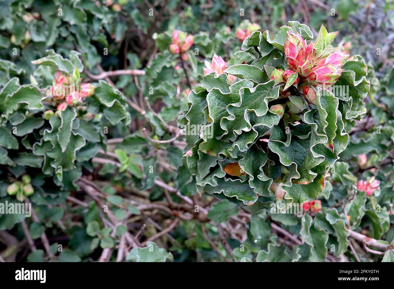 Cistus creticus ‘Lasithi’ foglie solo rosa roccia Lasithi – boccioli di fiori rosa e foglie pendulose di colore verde scuro con bordi ondulati, maggio, Inghilterra, Regno Unito Foto Stock