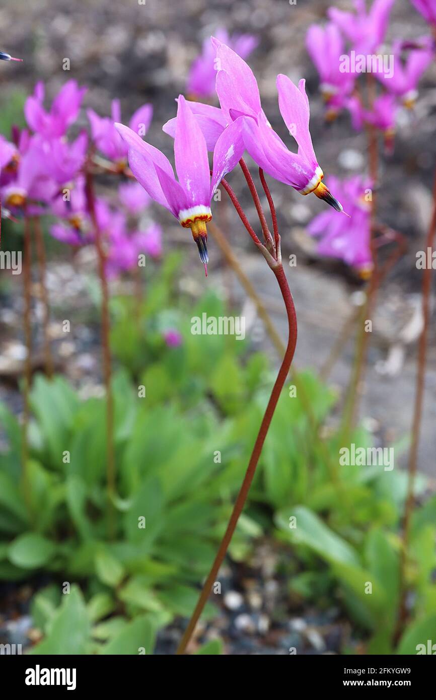 Dodecatheon meadia ‘Regina Vittoria’ – lilla rosa dardo fiori con anello basale bianco, giallo e rosso e antere nere fuse, maggio, Foto Stock
