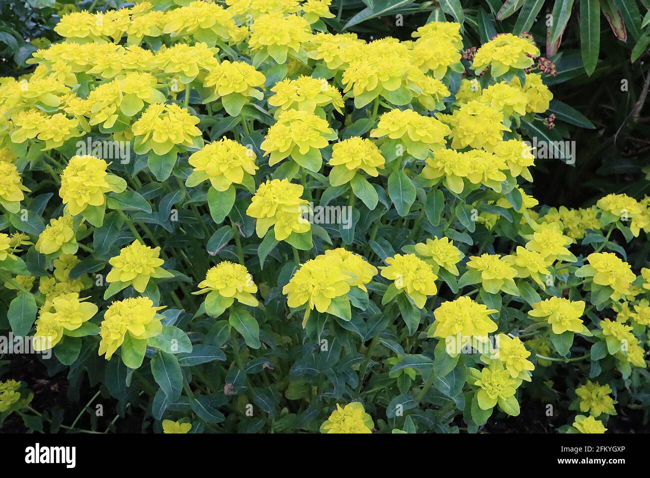 Euphorbia epithimoides Midas cuscino spurge Midas - fiori verde lime in cima whorls di foglie verde scuro a forma di lancia, maggio, Inghilterra, Regno Unito Foto Stock