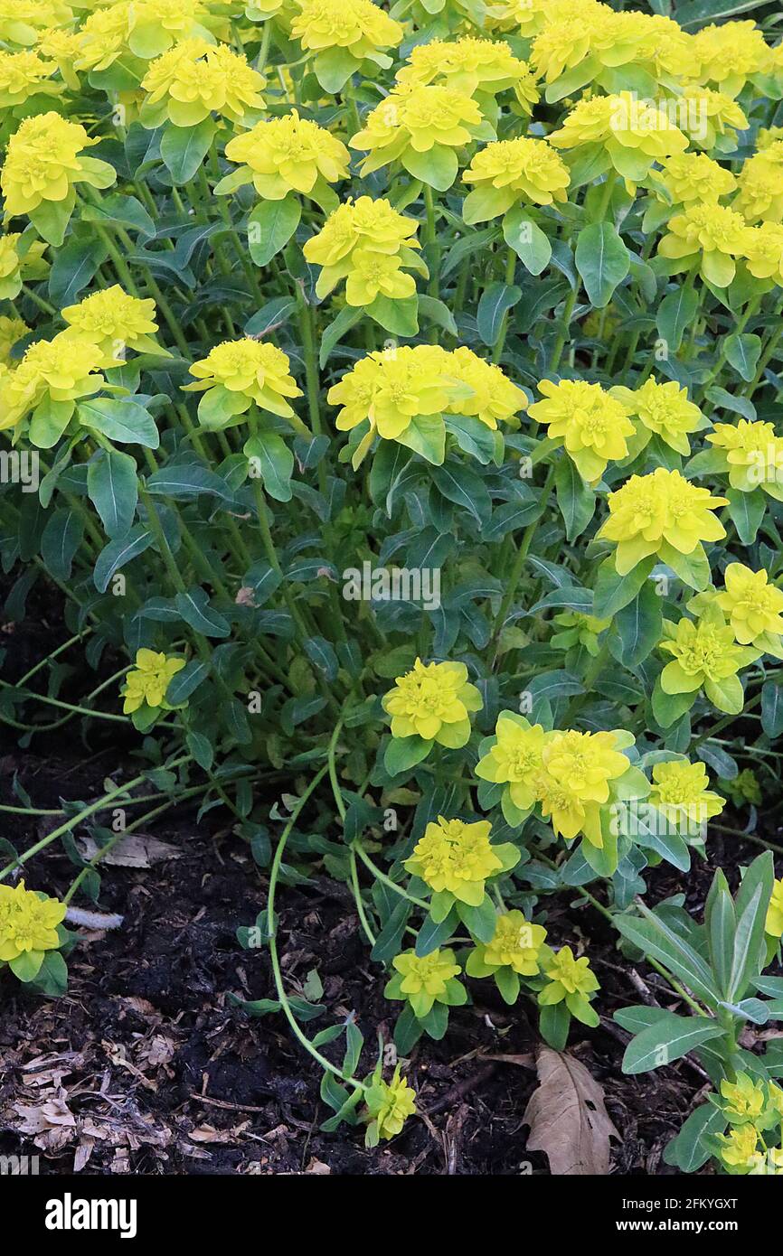 Euphorbia epithimoides Midas cuscino spurge Midas - fiori verde lime in cima whorls di foglie verde scuro a forma di lancia, maggio, Inghilterra, Regno Unito Foto Stock
