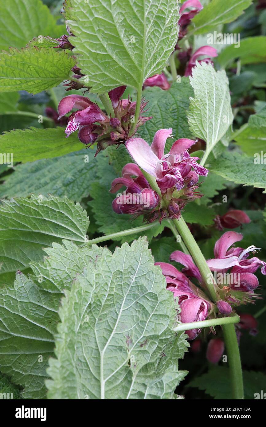 Lamium orvala gigante deadortica – fiori rosa porpora con cappuccio e foglie verde scuro con bordi dentati, maggio, Inghilterra, Regno Unito Foto Stock