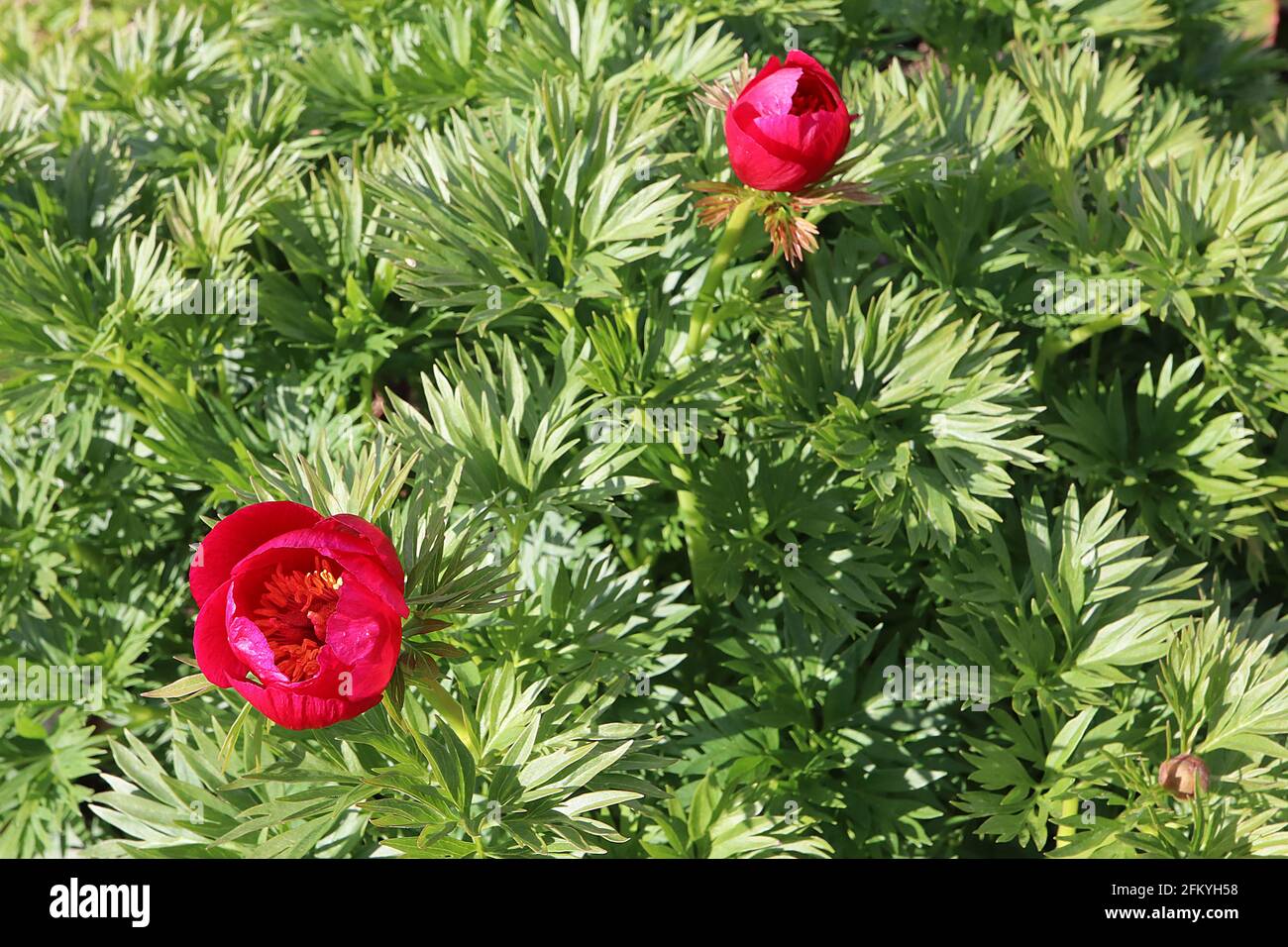 Paeonia anomala subsp ibrida - fiori rossi magenta e foglie verdi divise, maggio, Inghilterra, Regno Unito Foto Stock