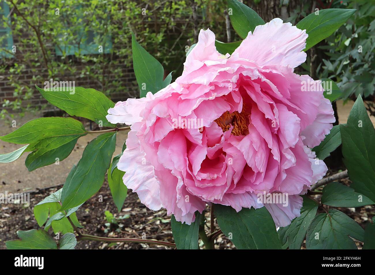 Paeonia lactiflora ‘Sarah Bernhardt’ Peonia Sarah Bernhardt – enorme rosa rosa fiori doppi e grandi foglie divise, maggio, Inghilterra, Regno Unito Foto Stock