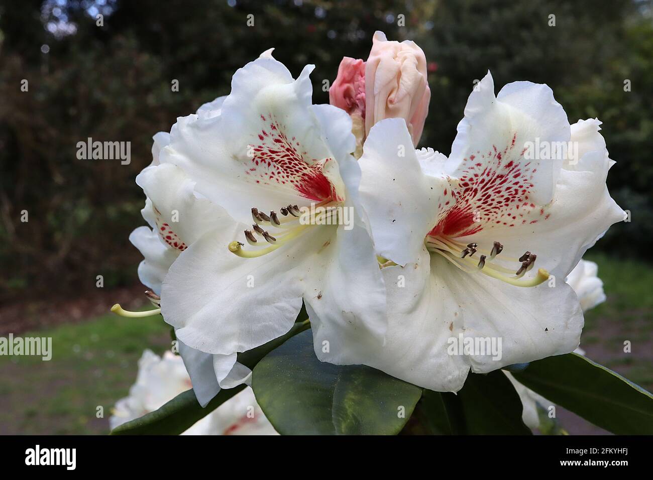 Rhododendron ‘Maharani’ grandi fiori bianchi a forma di imbuto con blottch rosso scarlatto, maggio, Inghilterra, Regno Unito Foto Stock