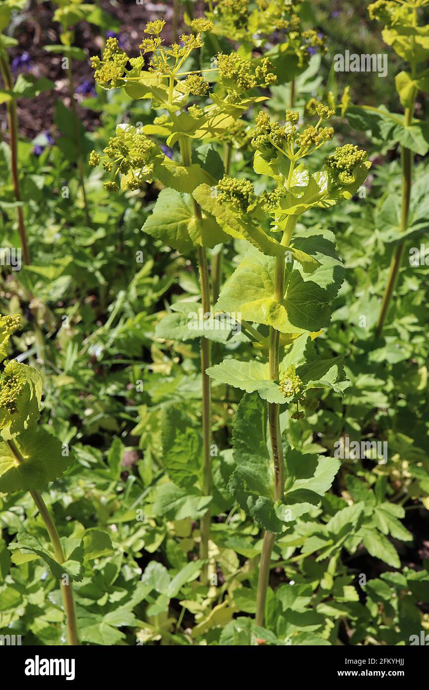 Smyrnium perfoliatum perfoliate Alexanders – fiori verdi gialli in cumelli sferici e foglie di perfoliato, maggio, Inghilterra, Regno Unito Foto Stock