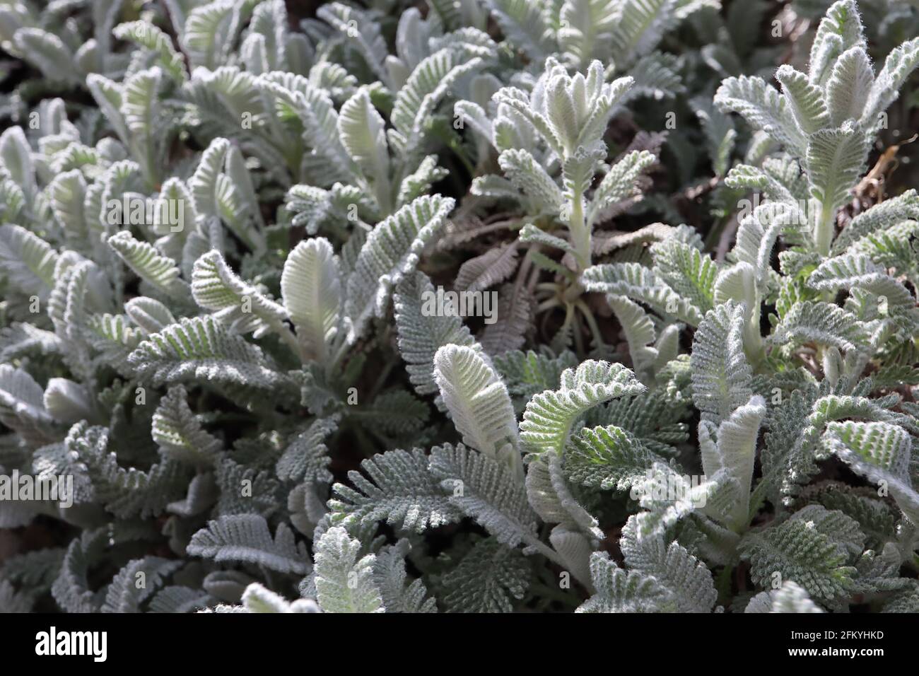 Tanacetum densum subsp amani feverfew amani – foglie dense vagamente finemente divise, maggio, Inghilterra, Regno Unito Foto Stock