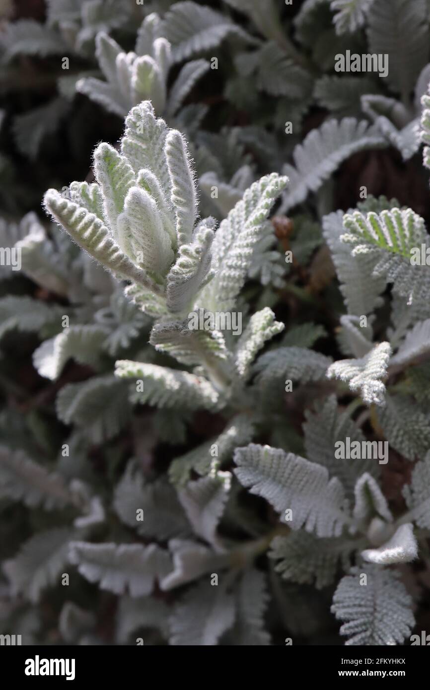 Tanacetum densum subsp amani feverfew amani – foglie dense vagamente finemente divise, maggio, Inghilterra, Regno Unito Foto Stock