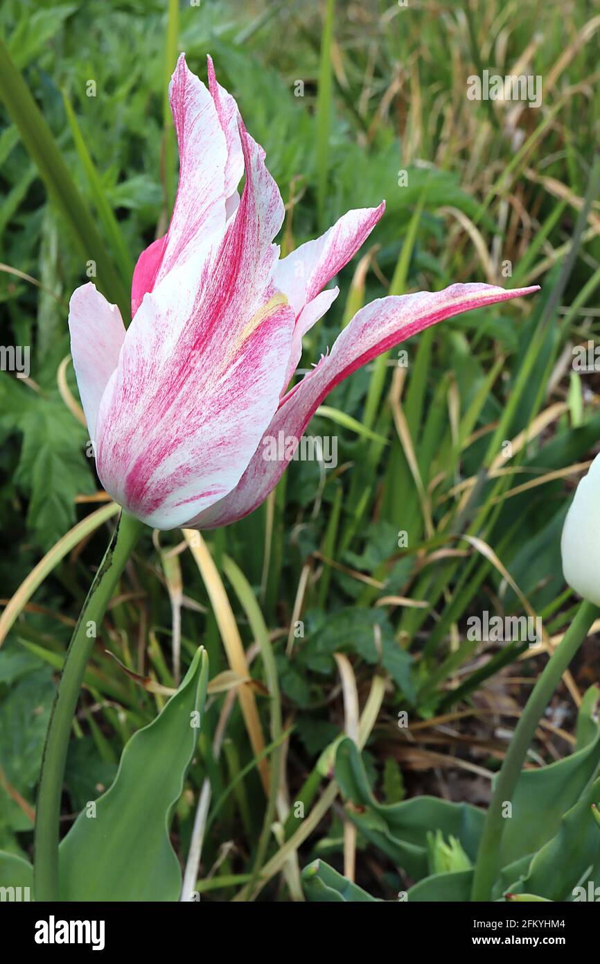 Tulipa ‘Marilyn’ Lily Flowering 6 Marilyn tulip - petali bianchi, striature rosa intenso, colore giallo debole, maggio, Inghilterra, REGNO UNITO Foto Stock