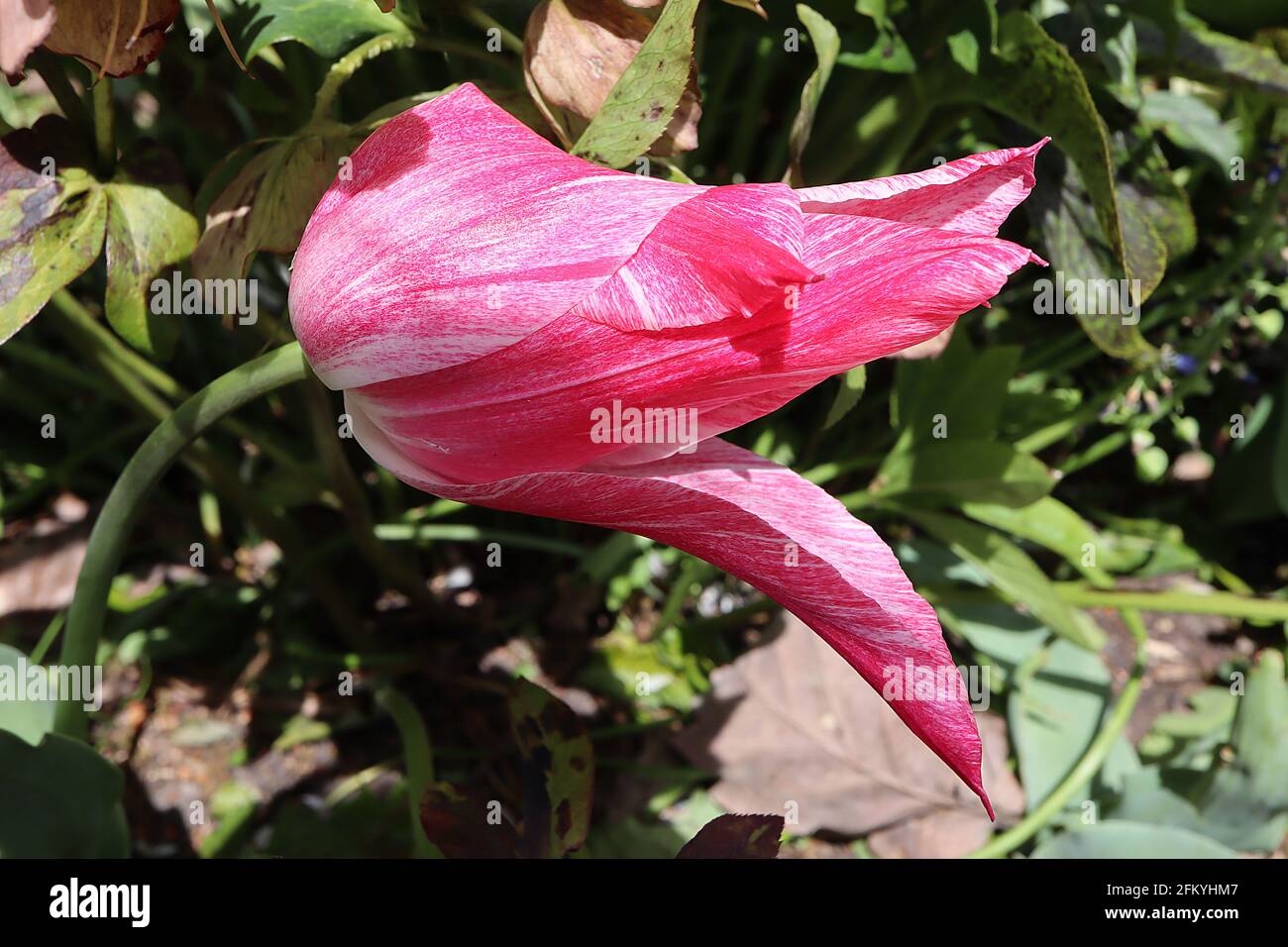 Tulipa ‘Marilyn’ Lily Flowering 6 Marilyn tulip - petali bianchi, striature rosa intenso, colore giallo debole, maggio, Inghilterra, REGNO UNITO Foto Stock