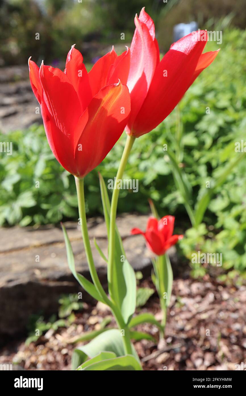Tulipa praestans specie tulipano 15 Tulipa sylvestris tulipano – multitecchino fiori rossi scarlatto con piccoli petali bianchi, maggio, Inghilterra, Regno Unito Foto Stock