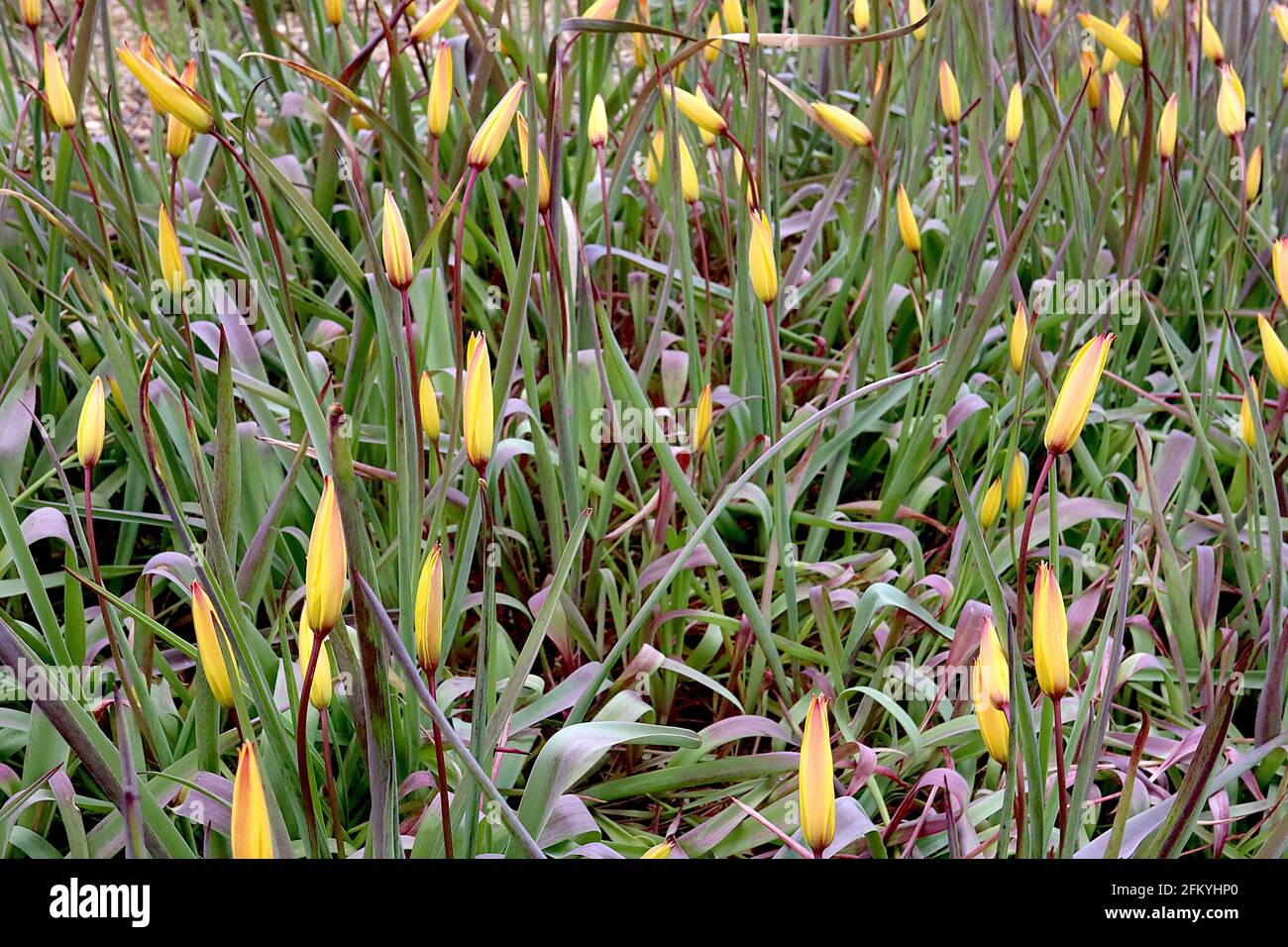 Tulipa sylvestris subsp australis specie tulipano 15 tulipano selvatico – chiuso fiori gialli stretti con riflessi rossi, maggio, Inghilterra, Regno Unito Foto Stock