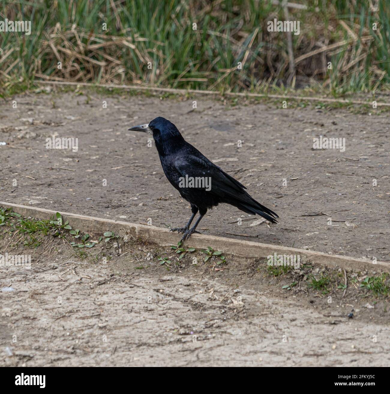 Single Bird Ritratto corvo europeo Foto Stock