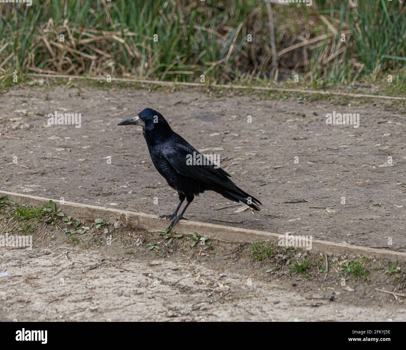 Single Bird Ritratto corvo europeo Foto Stock