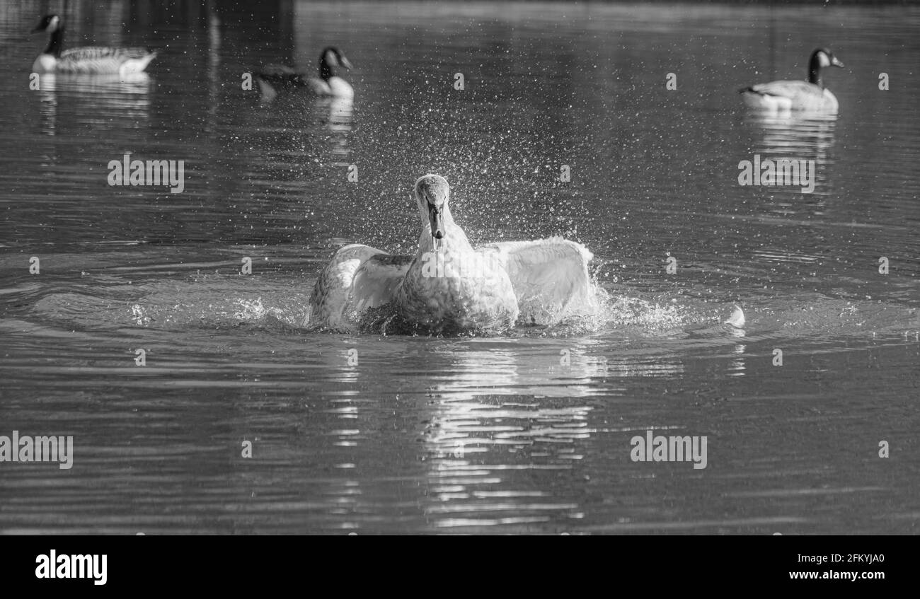 Giovane Mute Swan Cygnet con Feathers Grey e White lavaggio in laghetto con ali estese in forma di croce, bianco e nero immagine monocromatica Foto Stock