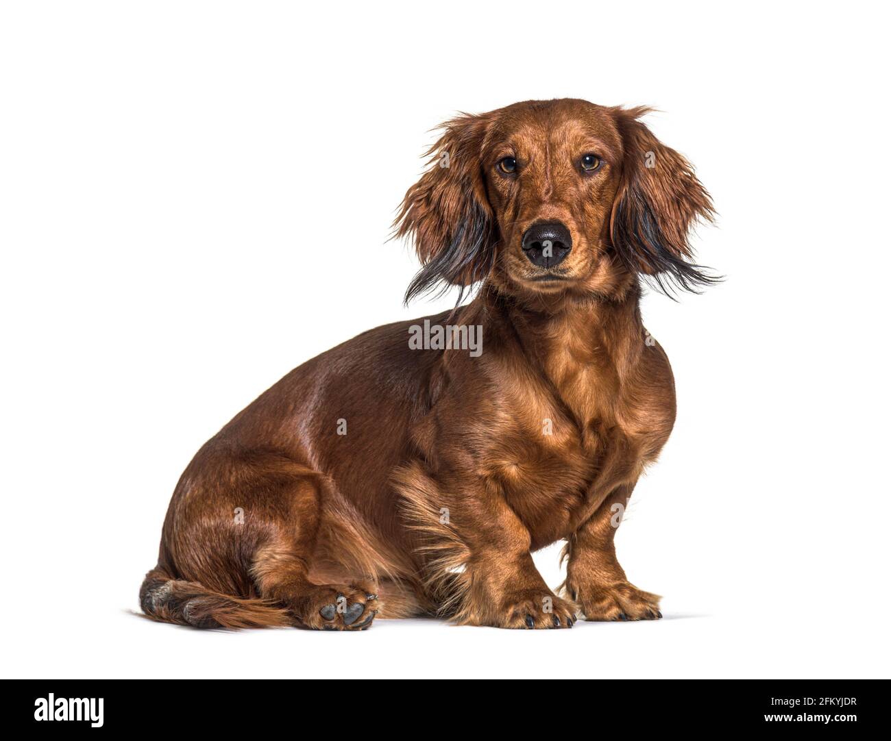 Seduto dachshund guardando la telecamera isolata su bianco Foto Stock