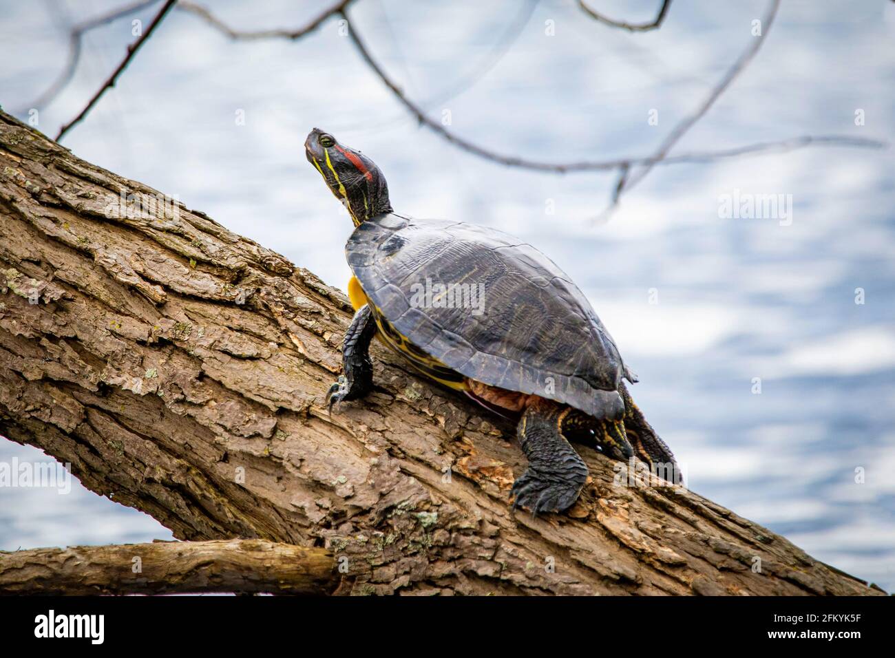 Carino tartaruga di fiume che riposa sulla panchina ritratto Foto Stock