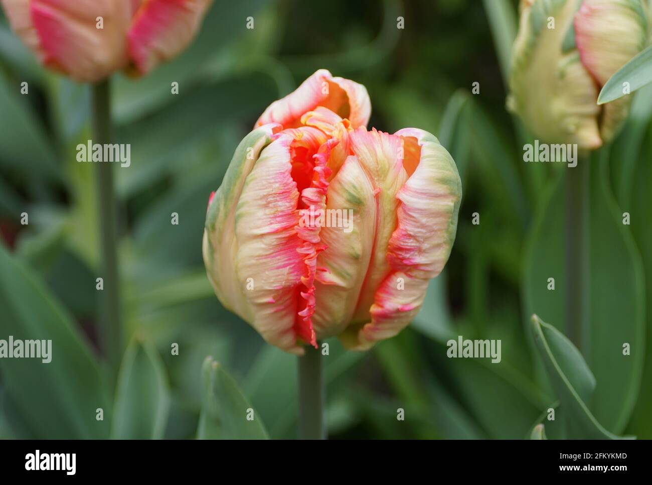 Un bel fiore di tulipano rosa e verde Foto Stock