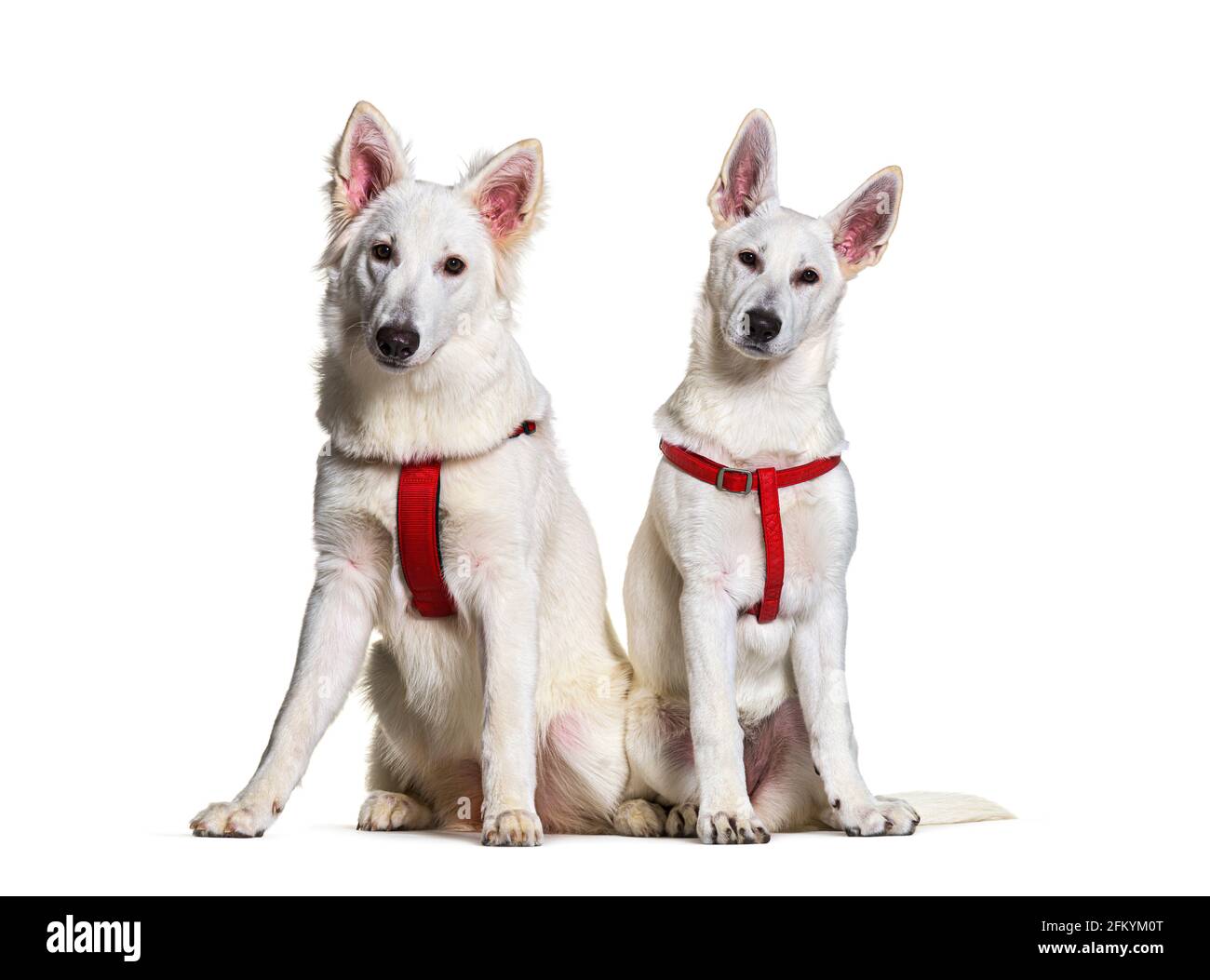 Due cani pastori svizzeri insieme con un imbracatura rossa davanti, isolati Foto Stock