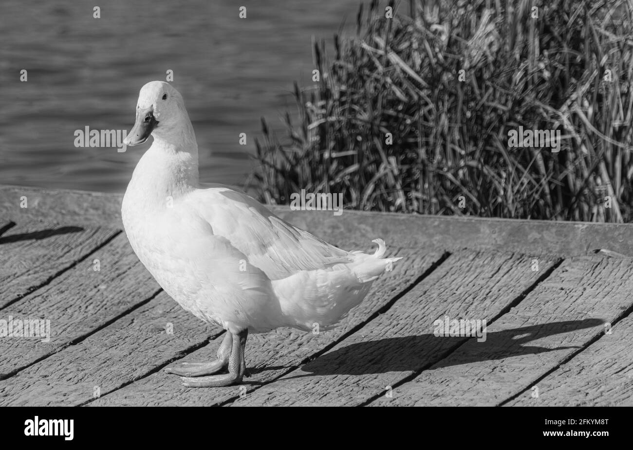 Single White Domesticated Aylesbury Pekin Peking Duck out of the vista del livello basso dell'acqua che mostra il piumaggio bianco e il tessuto arancione piedi sul molo Foto Stock