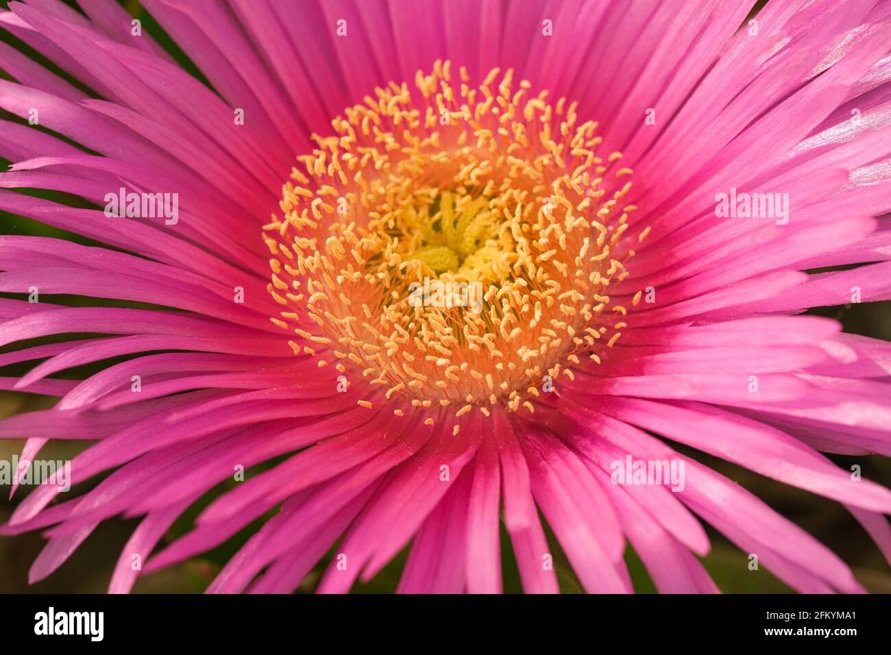 Macro vista del Mesembryanthemum testa di fiore marino con petalo e. dettagli di pistil,natura Foto Stock
