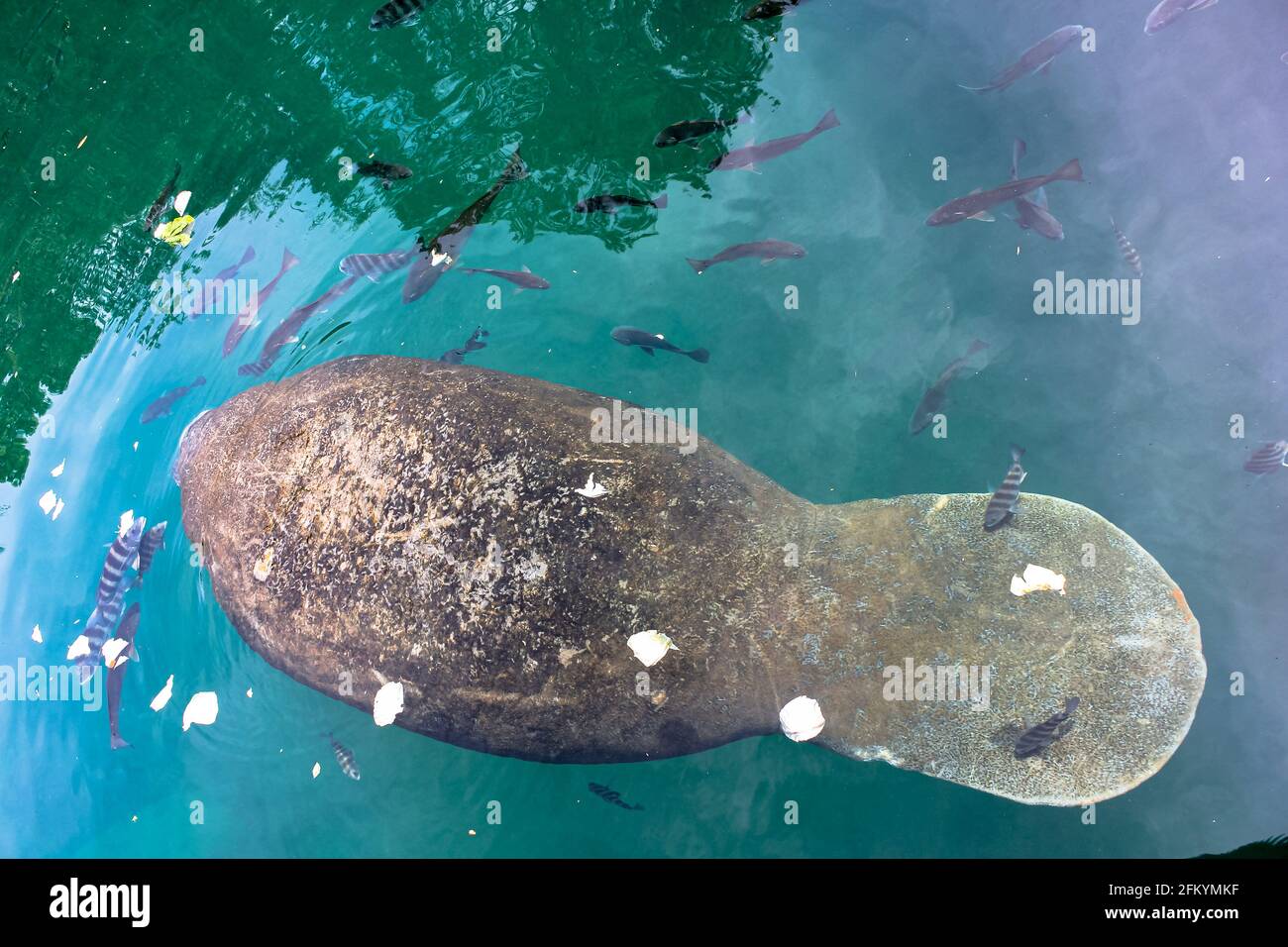 Manatee of Florida negli Stati Uniti d'America. Trichechus manatus specie. Mammiferi marini erbivori, chiamati anche mucche di mare. Foto Stock