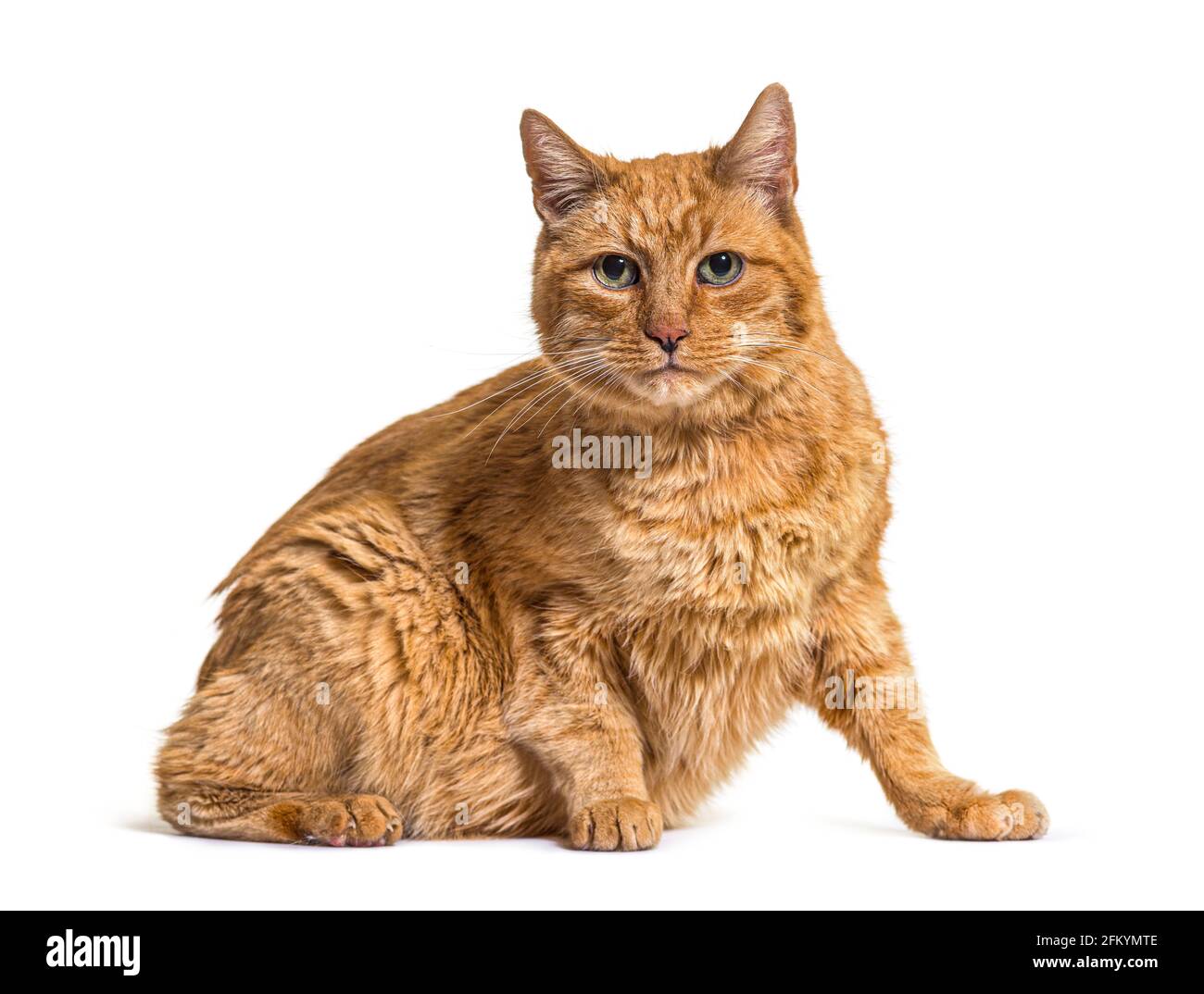 Molto vecchio gatto zenzero con lentigo su rumore e labbra Foto Stock
