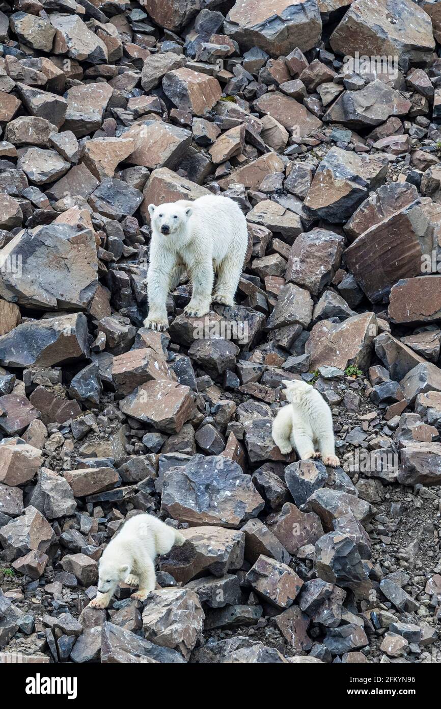 Madre Orso polare con Cubs, Capo Brewster, Groenlandia orientale. Foto Stock