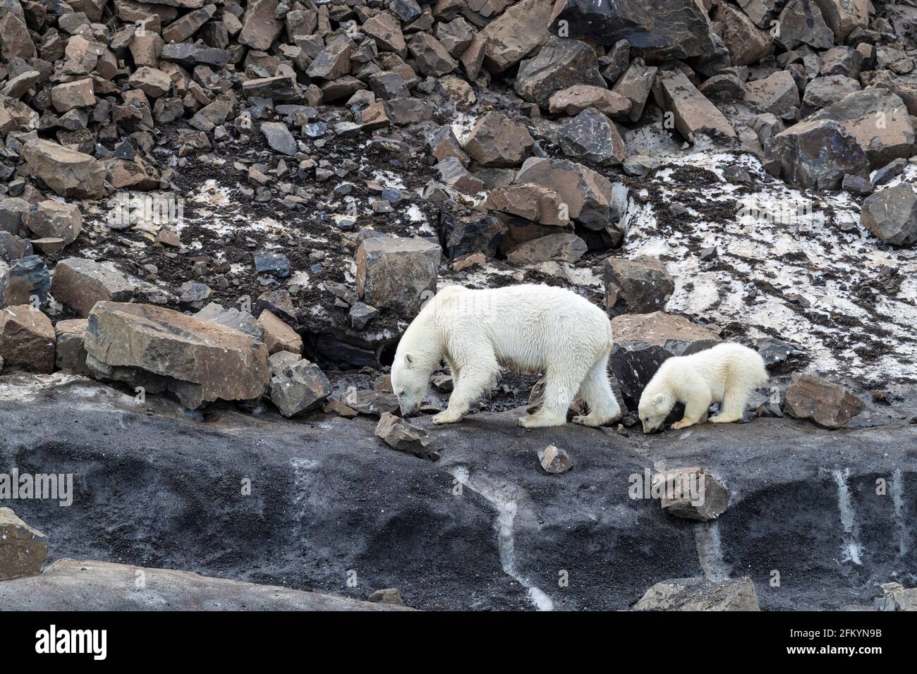 Un orso polare madre, Ursus maritimus, con un cucciolo dell'anno che forava per il cibo a Capo Brewster, Groenlandia. Foto Stock