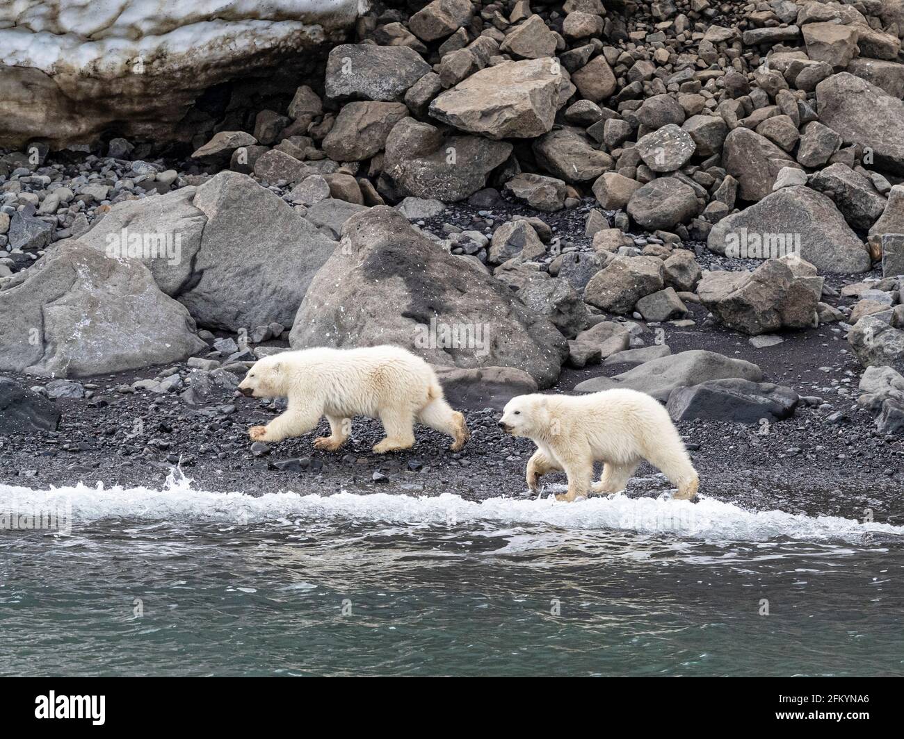 Orsetto polare dell'anno, Ursus maritimus, foraggio per cibo con mamma nelle vicinanze, Capo Brewster, Groenlandia. Foto Stock