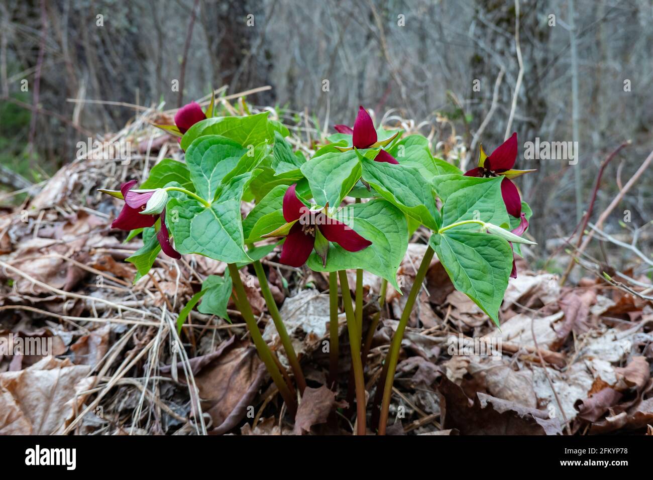 Una colonia di piante trillium rosse con fiori, Trillium erectum, che cresce nelle selvagge Adirondack Mountains, NY USA foresta all'inizio della primavera. Foto Stock