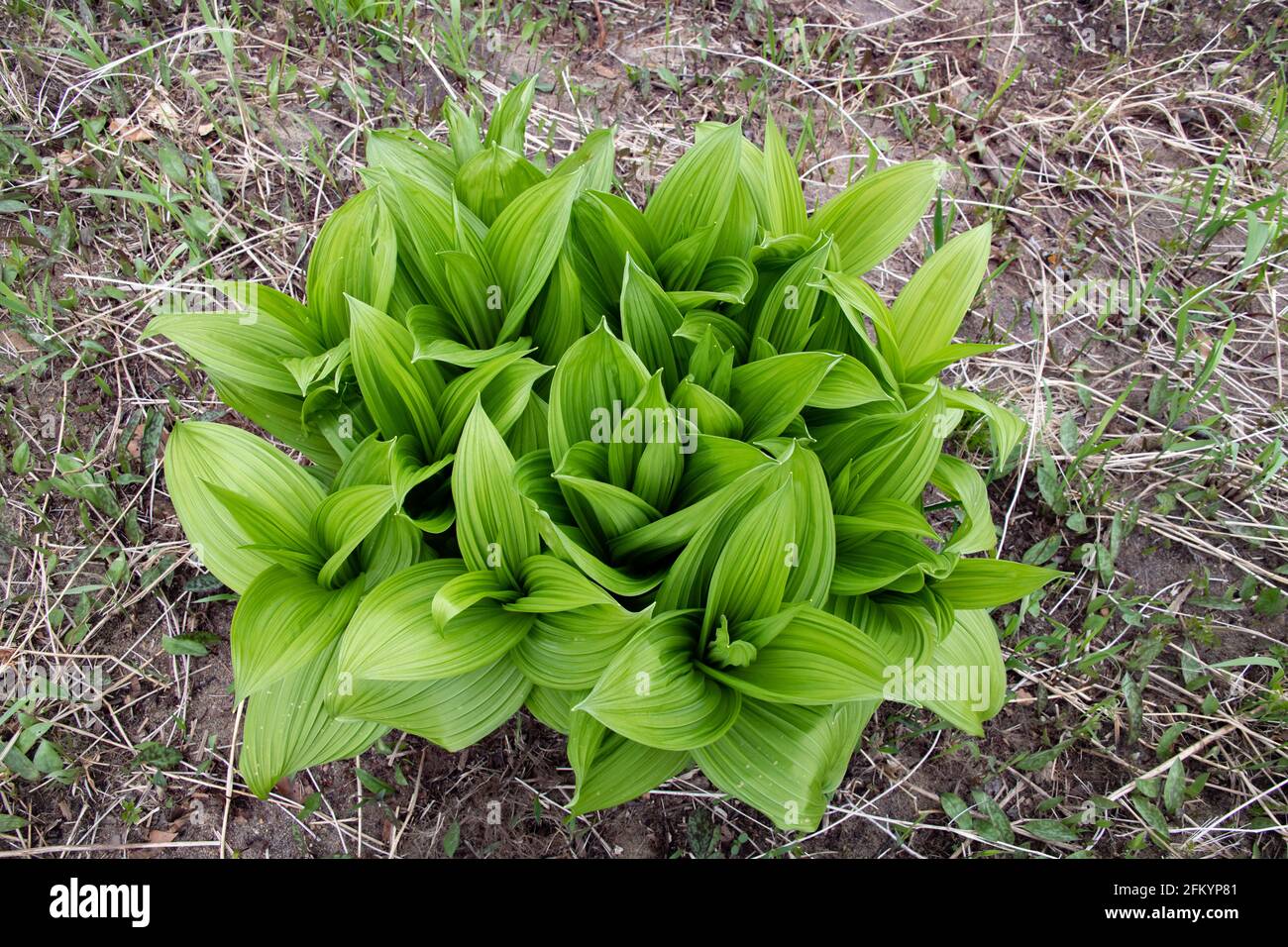 Una falsa pianta verde di hellebore, Veratrum viride, che cresce nelle montagne di Adirondack, NY USA, all'inizio della primavera Foto Stock