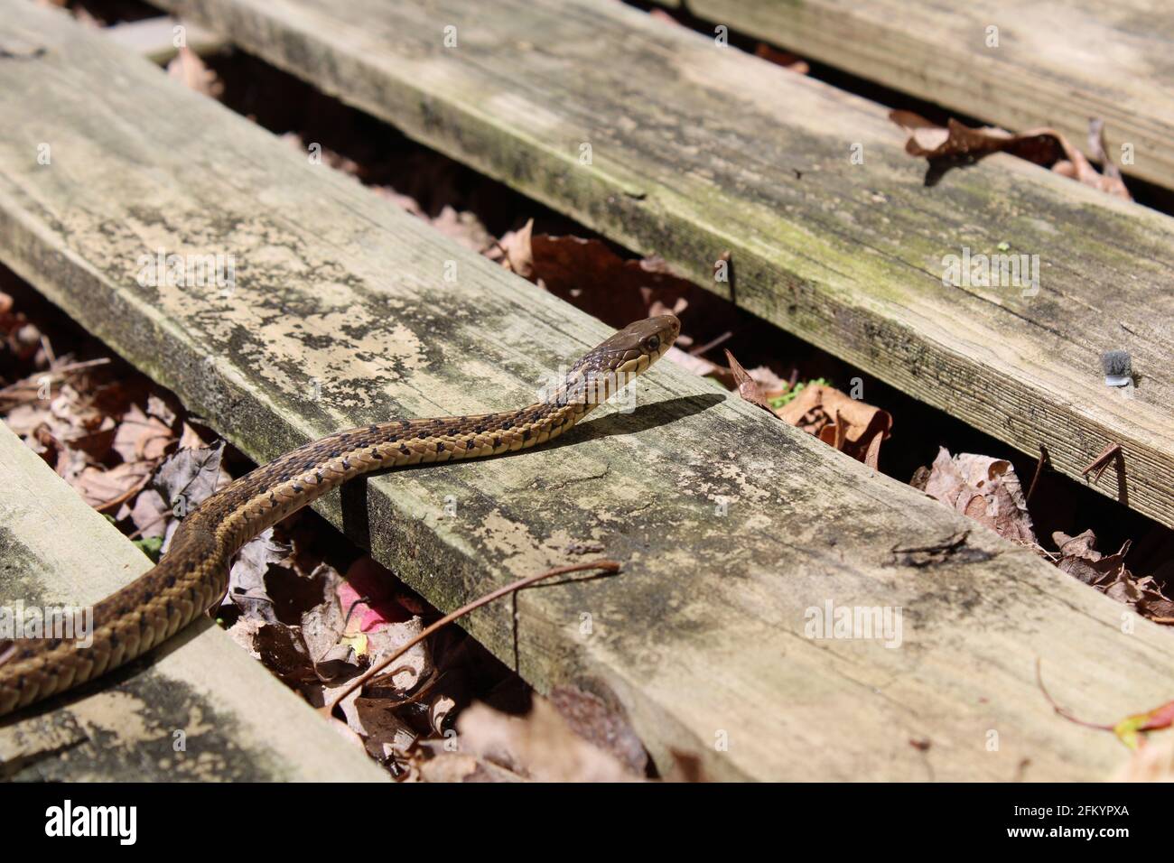 Un serpente orientale del Garter Foto Stock