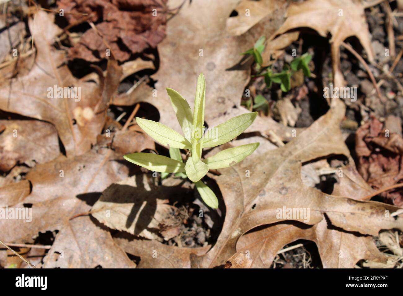 Un Albino Giardino Phlox Sprout Foto Stock